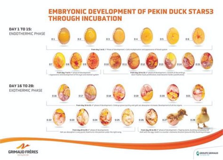 Are all duck eggs fertile?