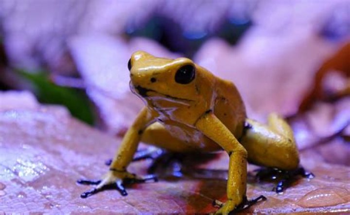 Can a poisonous dart frog kill you?
