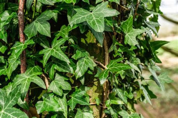 Can English ivy mow?