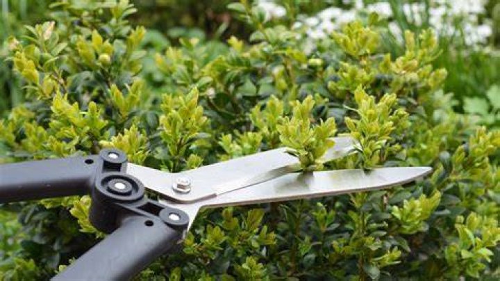 Can I prune bushes in spring?