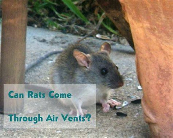 Can rats come through air vents?