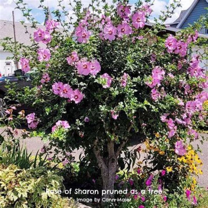 Can Rose of Sharon be divided?