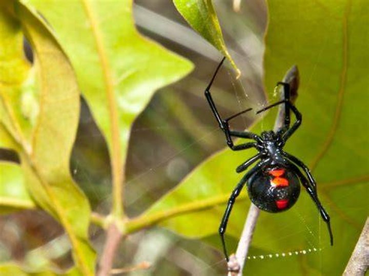Do black widows have a smell?