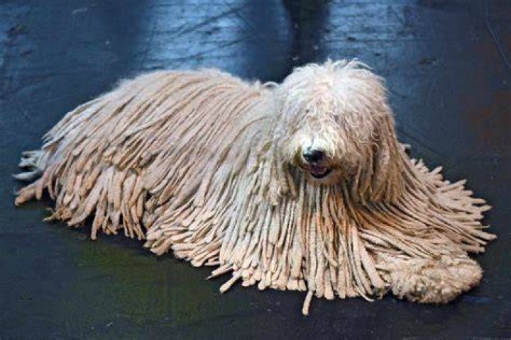 Do Komondor dogs shed?