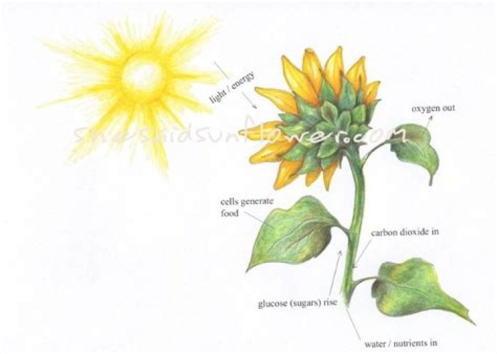 Do sunflower flowers follow the sun?