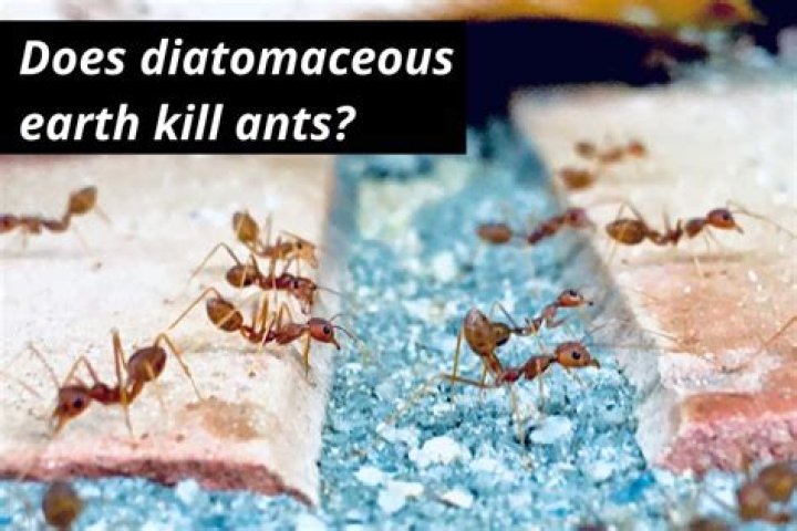 Does diatomaceous earth keep ants away?