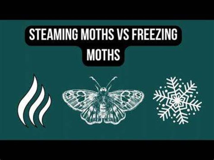 Does steaming clothes kill moths?