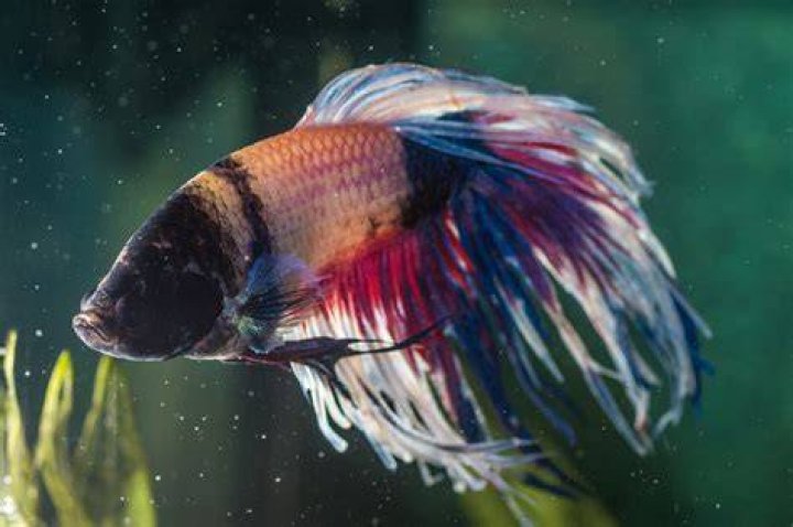 How do I calm my fish down?