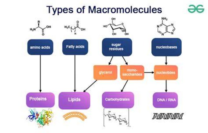How do macromolecules support life?