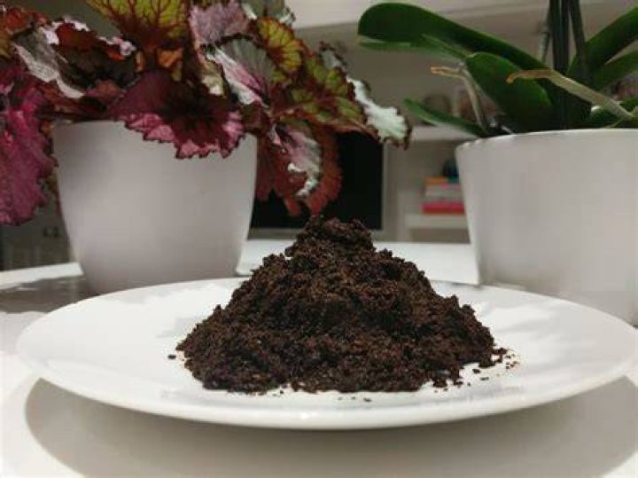 How do you fertilize indoor plants with coffee grounds?
