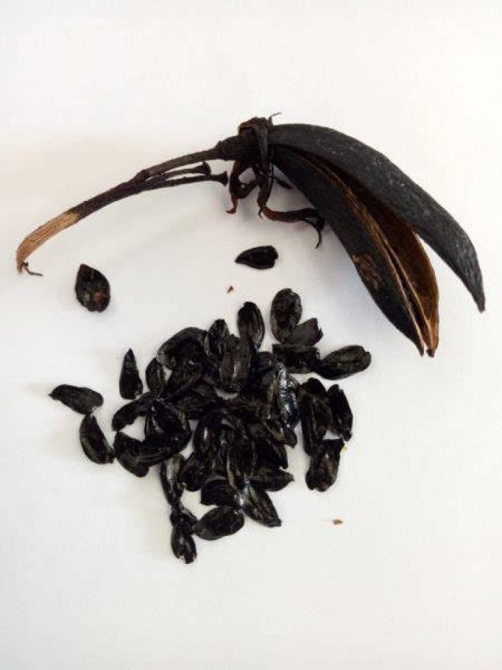 How do you plant Harakeke seeds?