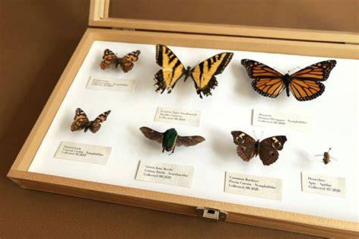 How do you preserve butterflies for framing?
