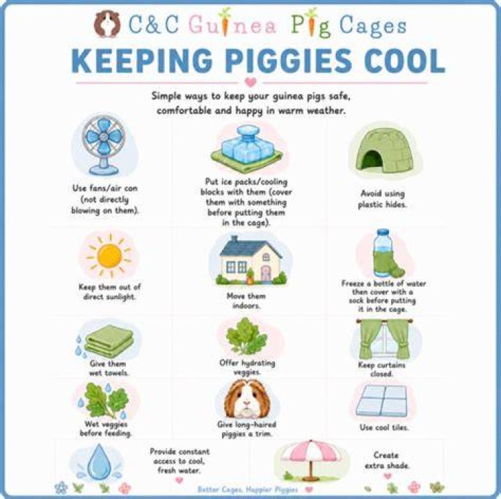 How hot is too hot for guinea pigs?