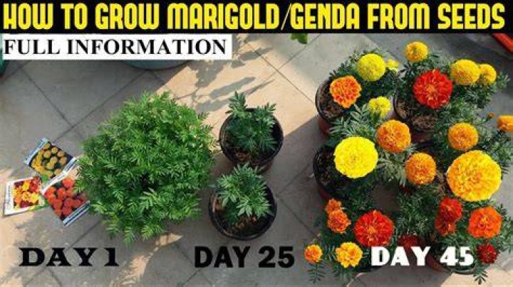 How long does it take for Marigold to come to flower?