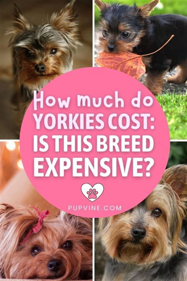 How much does a Yorkie mix cost?