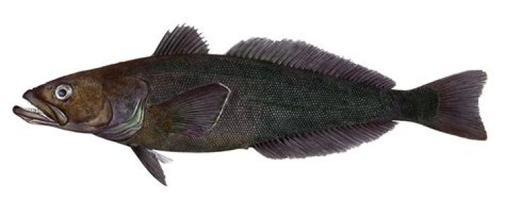 How much is Chilean sea bass per pound?