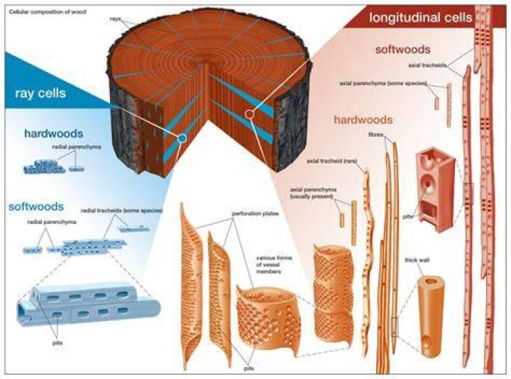 Is wood made of cells?