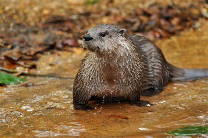 What animals live near rivers?