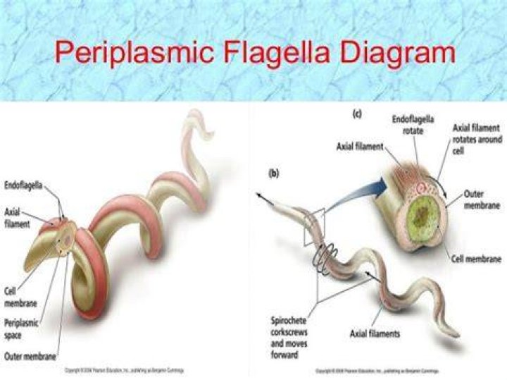 What are periplasmic flagella? | ContextResponse.com
