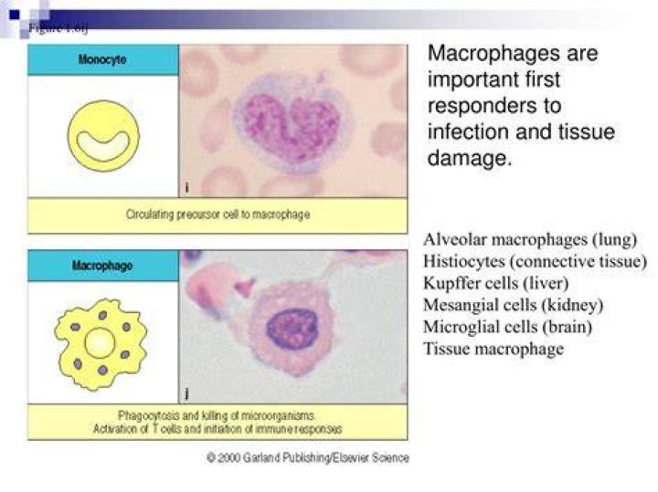 What is the difference between histiocytes and macrophages?