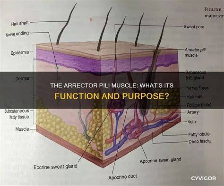 What is the functional purpose of the Arrector pili in humans today?