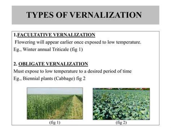 What is vernalization why is it required?