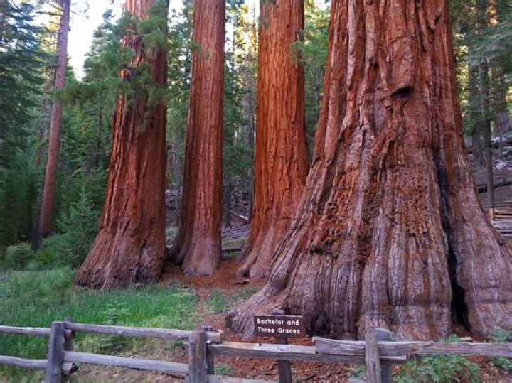 What kind of trees grow in Yosemite?